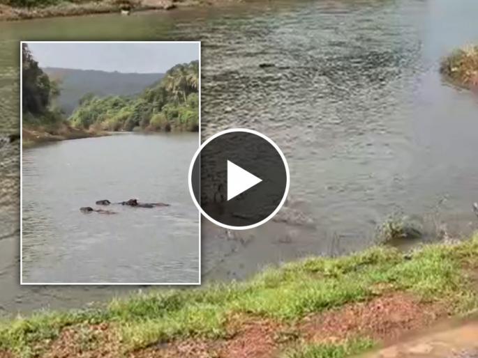 Buffaloes save cow from being swept away in river | मुक्या प्राण्यांमधील संवेदनशीलता! वाहून जाणाऱ्या गायीला म्हशींनी वाचवलं, रत्नागिरीतील घटना Buffaloes save cow from being swept away in river | मुक्या प्राण्यांमधील संवेदनशीलता! वाहून जाणाऱ्या गायीला म्हशींनी वाचवलं, रत्नागिरीतील घटना