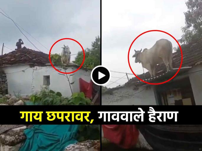 cow climbed on roof top to save herself from street dogs video viral trending on social media | गायीने कहरच केला... धावता-धावता उडी मारून थेट कौलावरच चढली, Video पाहून व्हाल थक्क cow climbed on roof top to save herself from street dogs video viral trending on social media | गायीने कहरच केला... धावता-धावता उडी मारून थेट कौलावरच चढली, Video पाहून व्हाल थक्क