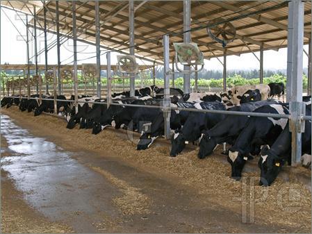 There will be three Gokul villages in Maharashtra | महाराष्ट्रात होणार तीन गोकुल ग्राम