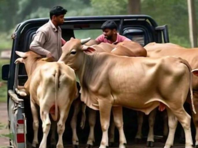 Order to shoot cow smugglers in the middle of the road Karnataka minister warns | "रस्त्याच्या मधोमध गो तस्करांना गोळ्या घालण्याचे आदेश..."; कर्नाटकच्या मंत्र्यांनी इशारा दिला Order to shoot cow smugglers in the middle of the road Karnataka minister warns | "रस्त्याच्या मधोमध गो तस्करांना गोळ्या घालण्याचे आदेश..."; कर्नाटकच्या मंत्र्यांनी इशारा दिला
