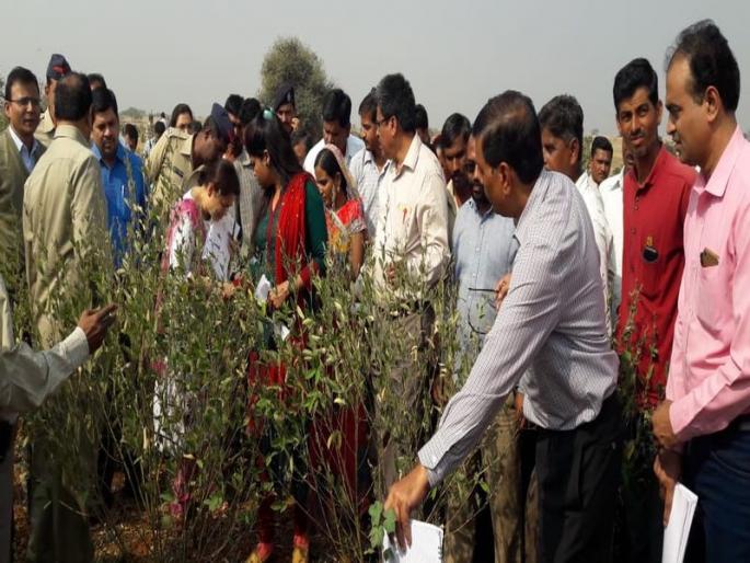 cow sold for a fodder | चाऱ्या अभावी गुरे-ढोरे कवडीमोल भावात विकली - पारोळा तालुक्यातील शेतक-यांनी मांडल्या व्यथा cow sold for a fodder | चाऱ्या अभावी गुरे-ढोरे कवडीमोल भावात विकली - पारोळा तालुक्यातील शेतक-यांनी मांडल्या व्यथा