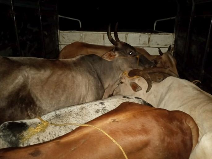 three held for transporting cattle to belgaum | बेळगावकडे कत्तलीसाठी गायी नेणारा टेम्पो पकडला; तिघांविरोधात गुन्हा three held for transporting cattle to belgaum | बेळगावकडे कत्तलीसाठी गायी नेणारा टेम्पो पकडला; तिघांविरोधात गुन्हा
