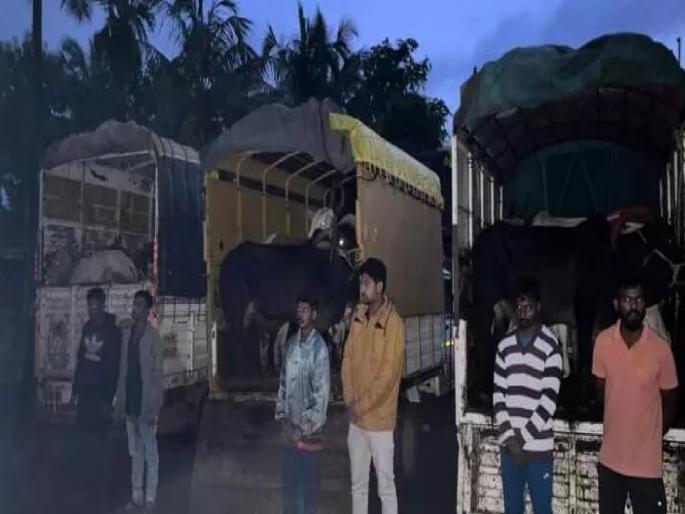 Illegal movement of cattle stopped in Kankavli | कणकवलीत गुरांची अवैध वाहतूक रोखली; बजरंग दल, भाजपा कार्यकर्ते आक्रमक Illegal movement of cattle stopped in Kankavli | कणकवलीत गुरांची अवैध वाहतूक रोखली; बजरंग दल, भाजपा कार्यकर्ते आक्रमक