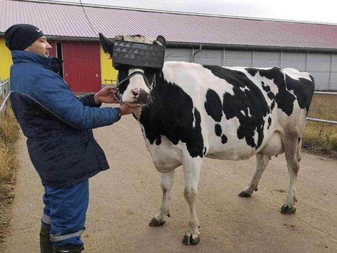 cow wear virtual reality glasses is making farmers rich business | जबरदस्त जुग्गाड! दूध काढत असताना गायींना लावला गॉगल; शेतकरी झाले मालामाल cow wear virtual reality glasses is making farmers rich business | जबरदस्त जुग्गाड! दूध काढत असताना गायींना लावला गॉगल; शेतकरी झाले मालामाल