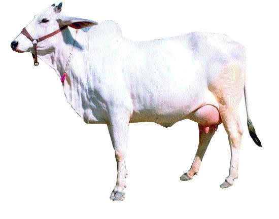 Lack of animals on the slopes | घाटमाथ्यावर जनावरांची तडफड : चाऱ्याचा अभाव Lack of animals on the slopes | घाटमाथ्यावर जनावरांची तडफड : चाऱ्याचा अभाव