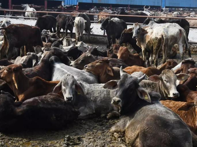 12 criminals deported in Bhiwandi on the occasion of Bakri Eid | बकरी ईदच्या पार्श्वभूमीवर भिवंडीत १२ सराईत गुन्हेगारांना केले हद्दपार 12 criminals deported in Bhiwandi on the occasion of Bakri Eid | बकरी ईदच्या पार्श्वभूमीवर भिवंडीत १२ सराईत गुन्हेगारांना केले हद्दपार