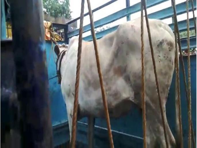 Police took possession of 9 accuses who were doing cattle smuggling | जनावरांची तस्करी करणाऱ्या ९ जणांना ग्रामस्थांनी दिले पोलिसांच्या ताब्यात  Police took possession of 9 accuses who were doing cattle smuggling | जनावरांची तस्करी करणाऱ्या ९ जणांना ग्रामस्थांनी दिले पोलिसांच्या ताब्यात