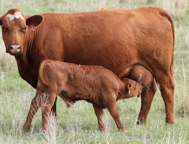 Theft of five cows at Varkhed in Bodwad taluka | बोदवड तालुक्यातील वरखेड येथे पाच गायींची चोरी Theft of five cows at Varkhed in Bodwad taluka | बोदवड तालुक्यातील वरखेड येथे पाच गायींची चोरी