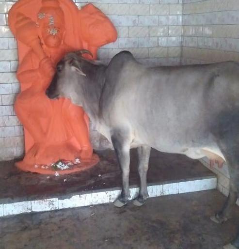 A cow taking Devdarshan before going to graze | चरायला जाण्यापूर्वी देवदर्शन घेणारी गाय A cow taking Devdarshan before going to graze | चरायला जाण्यापूर्वी देवदर्शन घेणारी गाय