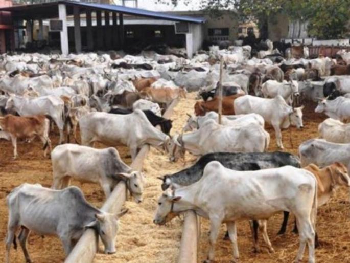 doctors warn against use of cow dung as cure for coronavirus | CoronaVirus: गायीच्या शेणाने खरंच कोरोना बरा होतो?; डॉक्टरांनी दिलेला हा इशारा वाचाच! doctors warn against use of cow dung as cure for coronavirus | CoronaVirus: गायीच्या शेणाने खरंच कोरोना बरा होतो?; डॉक्टरांनी दिलेला हा इशारा वाचाच!