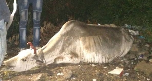 72 kg plastic waste excreted from cow's stomach; Death of a cow | गायीच्या पोटातून निघाला ७२ किलो प्लास्टिक कचरा; गायीचा मृत्यू 72 kg plastic waste excreted from cow's stomach; Death of a cow | गायीच्या पोटातून निघाला ७२ किलो प्लास्टिक कचरा; गायीचा मृत्यू
