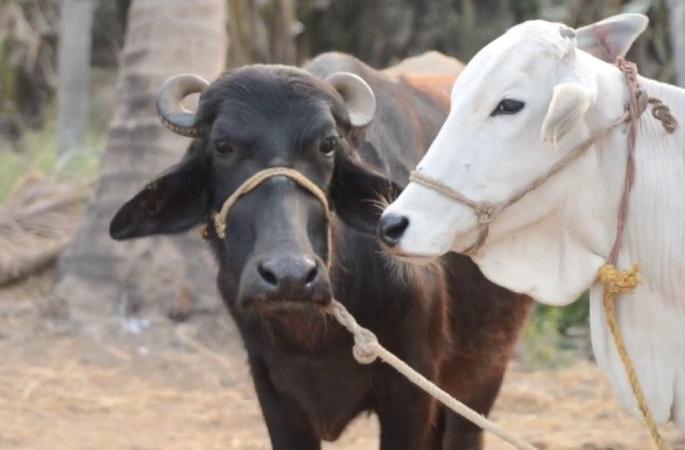 Baldana district's get 298 cows, buffalo from 'Navinypurn' scheme | बुलडाणा जिल्ह्याच्या दावणीला ‘नाविन्यपूर्ण’च्या २९८ गायी, म्हशी!