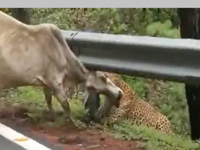Leopard Attack on Cow, grabbed her and took her to the forest; Thrilling video of leopard attack goes viral... | Leopard Attack Viral Video: तो आला तिचा गळा पकडला आणि जंगलात घेऊन गेला; बिबट्याच्या हल्ल्याचा थरारक व्हिडिओ व्हायरल... Leopard Attack on Cow, grabbed her and took her to the forest; Thrilling video of leopard attack goes viral... | Leopard Attack Viral Video: तो आला तिचा गळा पकडला आणि जंगलात घेऊन गेला; बिबट्याच्या हल्ल्याचा थरारक व्हिडिओ व्हायरल...