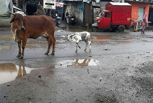 Mentally challenged man arrested for unnatural sex with 3 cows | विकृतीचा कळस! गायींसोबत अनैसर्गिक सेक्स करणा-या मनोरुग्णाला अटक