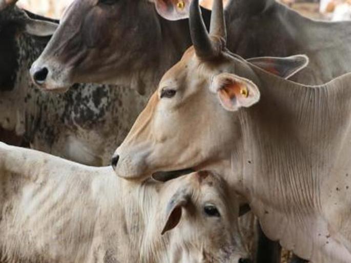 Kundavada 'Kandamara' for the growth of Revenue? | महसूल वाढीसाठी कोंडवाड्यात गुरांचा ‘कोंडमारा’? Kundavada 'Kandamara' for the growth of Revenue? | महसूल वाढीसाठी कोंडवाड्यात गुरांचा ‘कोंडमारा’?