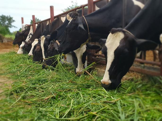 How to increase the fat in milk and feed of animals in monsoon? | पावसाळ्यातील जनावरांचा आहार आणि दुधातील फॅट कशी वाढवावी ? How to increase the fat in milk and feed of animals in monsoon? | पावसाळ्यातील जनावरांचा आहार आणि दुधातील फॅट कशी वाढवावी ?