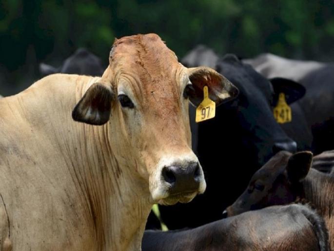 How to control ticks in livestock? | जनावरांमधील गोचीडांचे नियंत्रण कसे कराल? How to control ticks in livestock? | जनावरांमधील गोचीडांचे नियंत्रण कसे कराल?