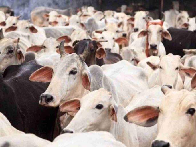 karnataka Assembly approves ban on cow slaughter | कर्नाटक विधानसभेत गोहत्या बंदीचे विधेयक मंजूर karnataka Assembly approves ban on cow slaughter | कर्नाटक विधानसभेत गोहत्या बंदीचे विधेयक मंजूर
