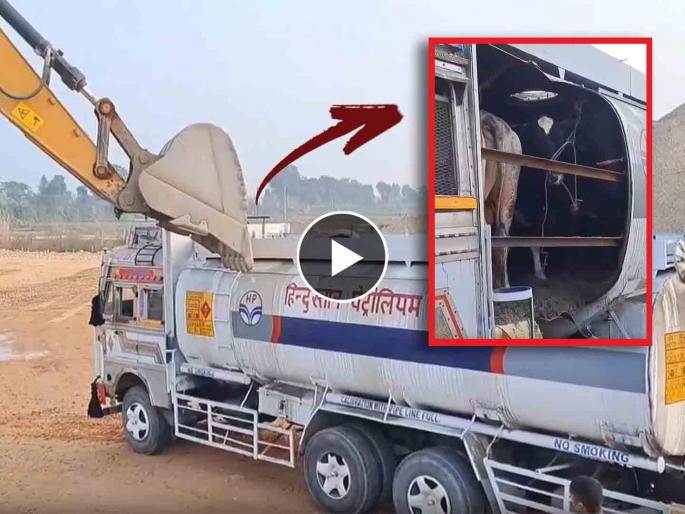 Video: Shocking! Smuggling of cows in petrol tankers | Video: धक्कादायक! पेट्रोलच्या टँकरमधून गायींची तस्करी; व्हिडिओ पाहून अनेकांचा संताप... Video: Shocking! Smuggling of cows in petrol tankers | Video: धक्कादायक! पेट्रोलच्या टँकरमधून गायींची तस्करी; व्हिडिओ पाहून अनेकांचा संताप...