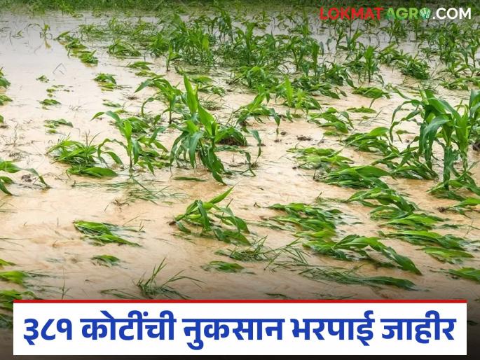Farmers in 'this' district will get compensation of Rs 381 crore; Amount will be deposited directly into their account | 'या' जिल्ह्यातील शेतकऱ्यांना मिळणार ३८१ कोटींची नुकसान भरपाई; थेट खात्यावर होणार रक्कम जमा Farmers in 'this' district will get compensation of Rs 381 crore; Amount will be deposited directly into their account | 'या' जिल्ह्यातील शेतकऱ्यांना मिळणार ३८१ कोटींची नुकसान भरपाई; थेट खात्यावर होणार रक्कम जमा