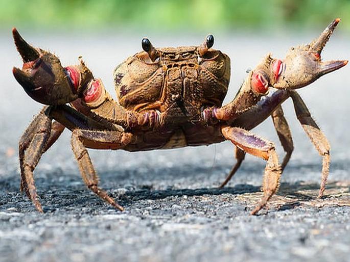 Promotion of croaking crab | नुकसानदायी खेकड्यांचे संवर्धन Promotion of croaking crab | नुकसानदायी खेकड्यांचे संवर्धन