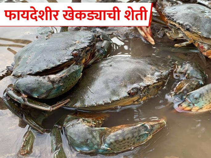 How does crab farming; What are its methods? | खेकडा शेती कशी केली जाते; त्याच्या पद्धती कोणत्या?
