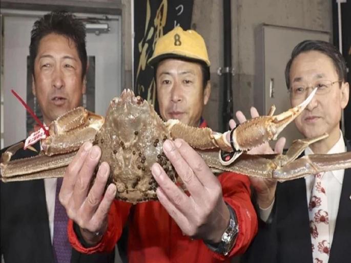 Worlds most expensive crab sold for a record breaking price at auction in Japan | जगातला सर्वात महागडा खेकडा, याच्या किंमतीत खरेदी करू शकाल आलिशान प्लॅट! Worlds most expensive crab sold for a record breaking price at auction in Japan | जगातला सर्वात महागडा खेकडा, याच्या किंमतीत खरेदी करू शकाल आलिशान प्लॅट!