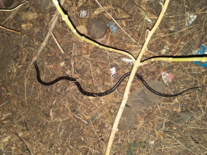 poisonous snake caught and leave in forest | शहरापूर येथे मण्यार जातीच्या विषारी सापाला जीवदान  poisonous snake caught and leave in forest | शहरापूर येथे मण्यार जातीच्या विषारी सापाला जीवदान
