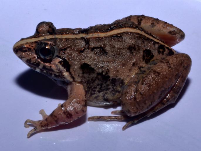 State Goan Cricket Frog registered in Kolhapur first existence in the state | प्रदेशनिष्ठ गोवन क्रिकेट फ्राॅगची कोल्हापुरात नोंद, राज्यातील पहिलेच अस्तित्व State Goan Cricket Frog registered in Kolhapur first existence in the state | प्रदेशनिष्ठ गोवन क्रिकेट फ्राॅगची कोल्हापुरात नोंद, राज्यातील पहिलेच अस्तित्व