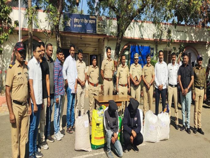 Indapur Police Station Crime Investigation Team seizes 132 kg 841 grams of ganja worth Rs 19 lakh | इंदापूर पोलिसांची धडक कारवाई, १९ लाखांचा गांजा जप्त Indapur Police Station Crime Investigation Team seizes 132 kg 841 grams of ganja worth Rs 19 lakh | इंदापूर पोलिसांची धडक कारवाई, १९ लाखांचा गांजा जप्त