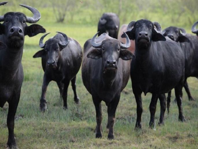 Thieves eye now on livestock Buffaloes stolen loss of Rs | चोरांची “नजर’ आता पशुधनावर; ‘म्हशी’ चोरल्या, एक लाखांचे नुकसान Thieves eye now on livestock Buffaloes stolen loss of Rs | चोरांची “नजर’ आता पशुधनावर; ‘म्हशी’ चोरल्या, एक लाखांचे नुकसान