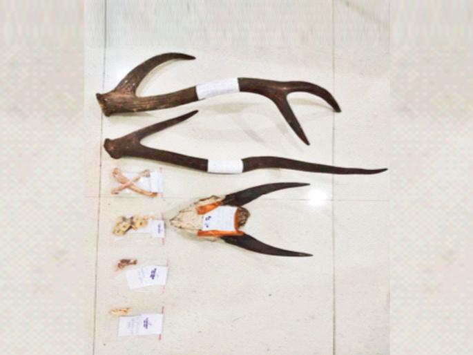 Chital horns, tiger bones seized, possibility of wildlife smuggling racket | चितळाची शिंगे, वाघाची हाडे हस्तगत, वन्यजीवांच्या तस्करीच्या रॅकेटची शक्यता Chital horns, tiger bones seized, possibility of wildlife smuggling racket | चितळाची शिंगे, वाघाची हाडे हस्तगत, वन्यजीवांच्या तस्करीच्या रॅकेटची शक्यता
