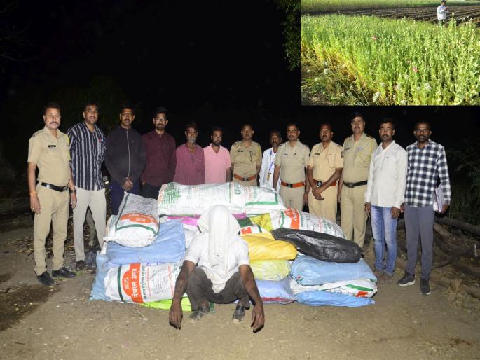 Opium cultivation in Khamswadi! 30 sacks of opium seized | खामसवाडीत अफूची शेती! ३० गोण्या अफू जप्त