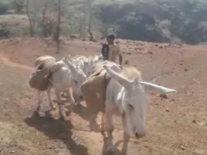 Nandurbar: Donkeys fulfill the dreams of the kennels in the remote areas | Nandurbar: दुर्गम भागात गाढवे पूर्ण करताहेत घरकुलांचे स्वप्न पूर्ण Nandurbar: Donkeys fulfill the dreams of the kennels in the remote areas | Nandurbar: दुर्गम भागात गाढवे पूर्ण करताहेत घरकुलांचे स्वप्न पूर्ण
