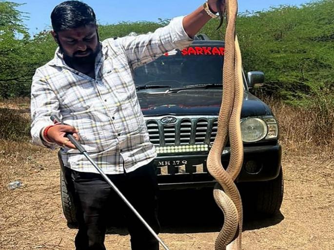 Cobra snake couple free in nature in Ahmadnagar | कोब्रा सापाचं जोडपं निसर्गात मुक्त Cobra snake couple free in nature in Ahmadnagar | कोब्रा सापाचं जोडपं निसर्गात मुक्त
