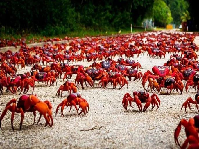 Christmas Island Australia where millions of red crabs lives | 'या' बेटावर रस्त्यांपासून ते घरांपर्यंत सगळीकडेच दिसतात केवळ खेकडे! Christmas Island Australia where millions of red crabs lives | 'या' बेटावर रस्त्यांपासून ते घरांपर्यंत सगळीकडेच दिसतात केवळ खेकडे!