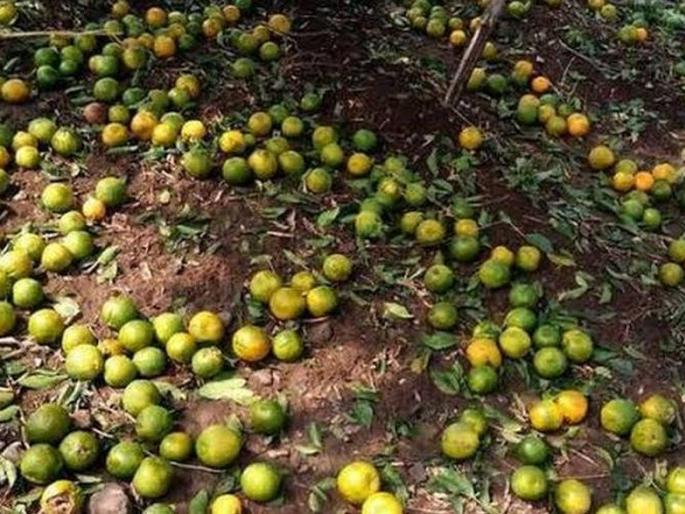 Differences in orange crop insurance | संत्र्याच्या पीक विम्यात तफावत Differences in orange crop insurance | संत्र्याच्या पीक विम्यात तफावत
