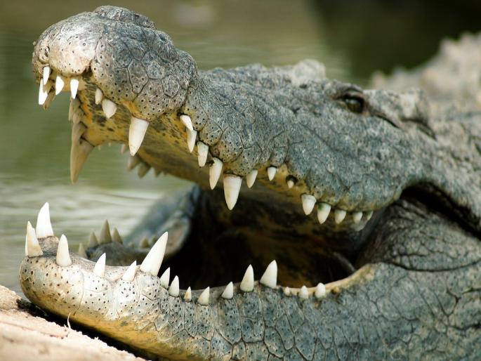 Salute to courage; fought with crocodile to save husband and son's life, village showered with praise | धाडसाला सलाम; पती आणि मुलाचा जीव वाचवण्यासाठी मगरीशी लढल्या, गावातून कौतुकाचा वर्षाव Salute to courage; fought with crocodile to save husband and son's life, village showered with praise | धाडसाला सलाम; पती आणि मुलाचा जीव वाचवण्यासाठी मगरीशी लढल्या, गावातून कौतुकाचा वर्षाव
