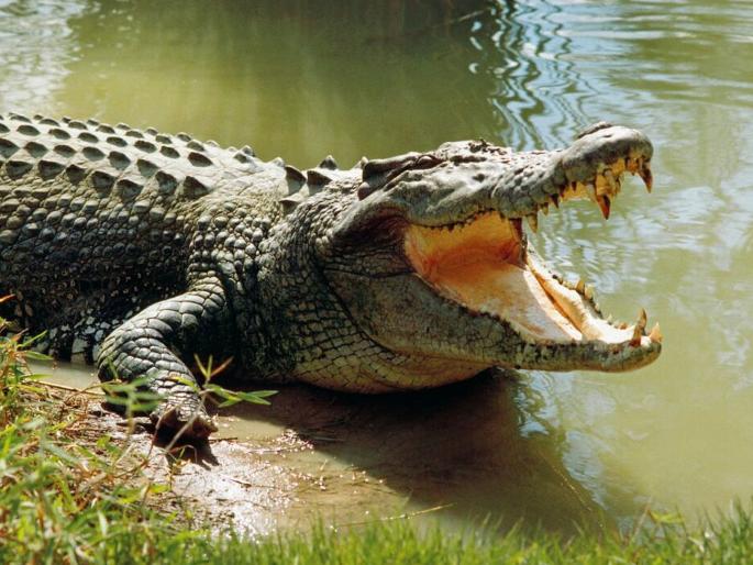 Crocodile attack while fishing; Youth dies in Indravati | मासेमारी करताना मगरीचा हल्ला; इंद्रावतीत युवकाचा मृत्यू