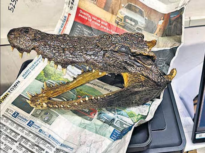 Passenger lands at Delhi airport with crocodile head; officials are shocked | प्रवासी दिल्ली विमानतळावर घेऊन उतरला मगरीचे शिर; अधिकाऱ्यांची उडाली भंबेरी Passenger lands at Delhi airport with crocodile head; officials are shocked | प्रवासी दिल्ली विमानतळावर घेऊन उतरला मगरीचे शिर; अधिकाऱ्यांची उडाली भंबेरी