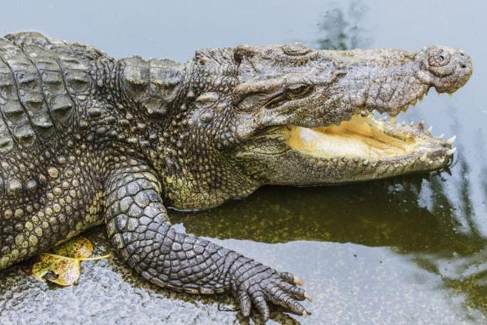 One injured in crocodile attack in Mahad | महाडमध्ये मगरीच्या हल्ल्यात एक जखमी One injured in crocodile attack in Mahad | महाडमध्ये मगरीच्या हल्ल्यात एक जखमी