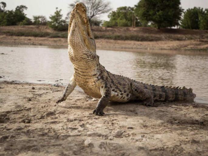 in this village people sit lie on crocodiles | 'या' गावात मगरीला आहे देवाचं स्थान, पूजेबरोबरच लोक तासन् तास घालवतात वेळ