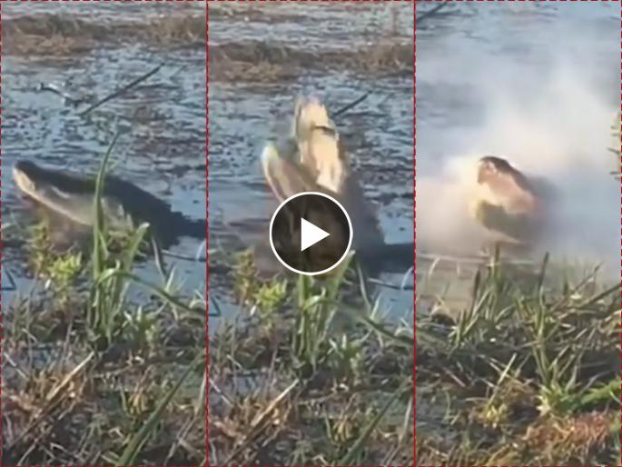 Crocodile Jumps High In The Air To Catch A Drone, See What Happen Next | VIDEO : मगरीने हवेत झेप घेत तोंडात पकडलं उडतं ड्रोन, चावताच झाला स्फोट आणि... Crocodile Jumps High In The Air To Catch A Drone, See What Happen Next | VIDEO : मगरीने हवेत झेप घेत तोंडात पकडलं उडतं ड्रोन, चावताच झाला स्फोट आणि...