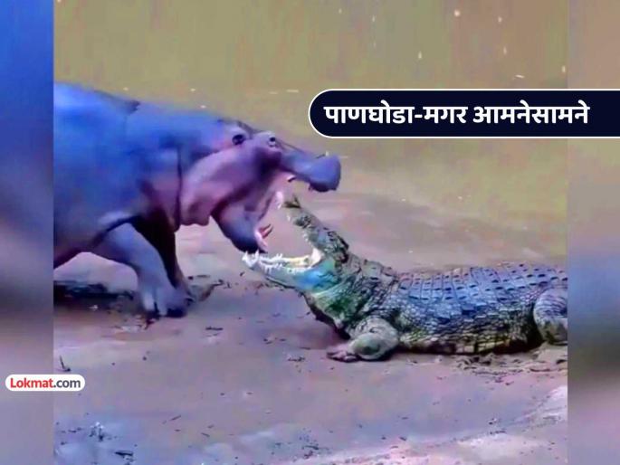 crocodile hippo fight video goes viral social media people shocked trending | VIDEO: बापरे... मगर आणि पाणघोडा आले समोरासमोर, दोघांमध्ये तुफान जुंपली... कोण जिंकलं? crocodile hippo fight video goes viral social media people shocked trending | VIDEO: बापरे... मगर आणि पाणघोडा आले समोरासमोर, दोघांमध्ये तुफान जुंपली... कोण जिंकलं?