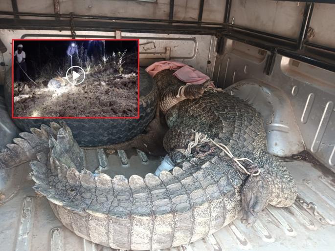 Crocodile found for the first time in Nanded district; Forest Department team bravely caught it from a field | नांदेड जिल्ह्यात प्रथमच आढळली मगर; वनविभागाच्या पथकाने मोठ्या धाडसाने शेतातून पकडले Crocodile found for the first time in Nanded district; Forest Department team bravely caught it from a field | नांदेड जिल्ह्यात प्रथमच आढळली मगर; वनविभागाच्या पथकाने मोठ्या धाडसाने शेतातून पकडले