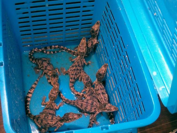 The court canceled the bail for both the smugglers, who were smuggled with crocodiles | मगरीच्या पिल्लांसह कासवांची तस्करी करणाऱ्या दोघांचा जामीन सत्र न्यायालयाकडून रद्द