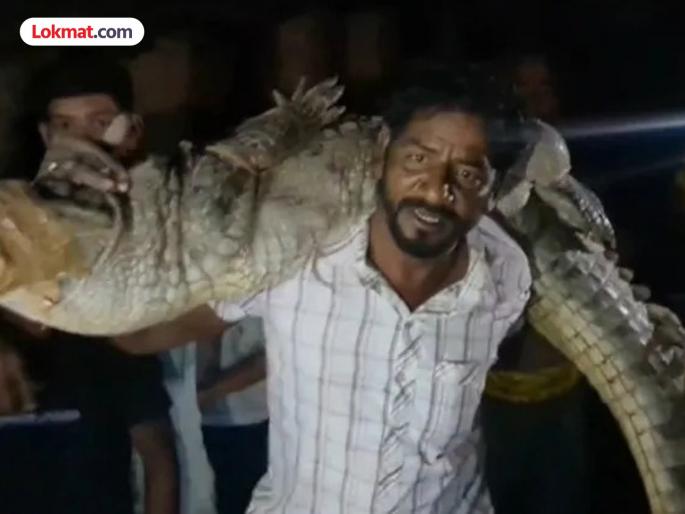 An 8-foot-long, 80-kilogram crocodile entered the house; Patthi carried it away alone | घरात घुसली ८ फूट लांब आणि ८० किलोंची मगर; पठ्ठ्याने एकट्यानेच नेली उचलून