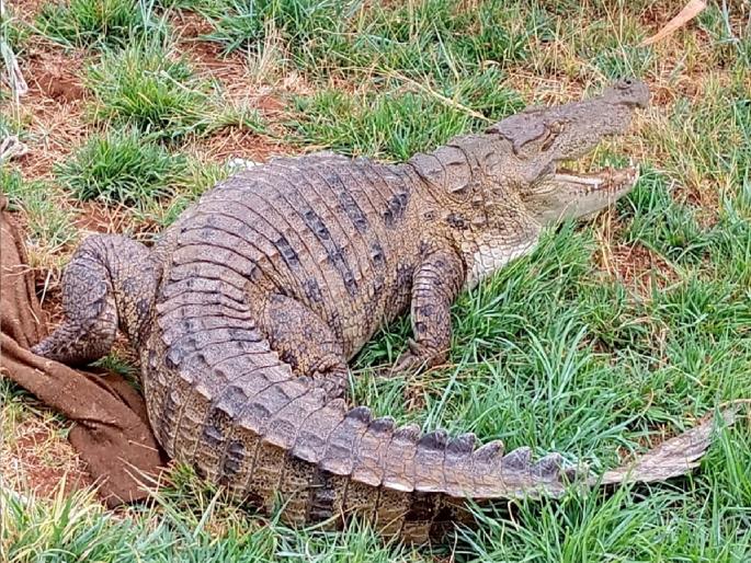 Rescue of crocodile stuck in a mine at Samdoli Sangli | Sangli: समडोळी येथे खणीत मुक्काम ठोकलेल्या अजस्त्र मगरीची सुटका Rescue of crocodile stuck in a mine at Samdoli Sangli | Sangli: समडोळी येथे खणीत मुक्काम ठोकलेल्या अजस्त्र मगरीची सुटका