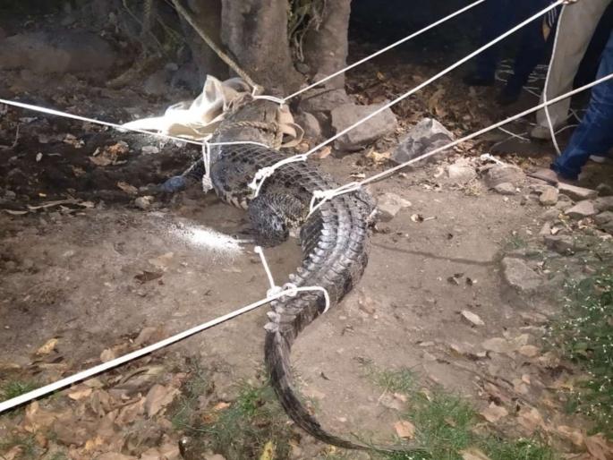 CROCODILE was CATCH by the youth in Chindavali | चिंधवलीमधील युवकांनी मगरीला पकडले; ग्रामस्थांनी सोडला सुटकेचा निःश्वास CROCODILE was CATCH by the youth in Chindavali | चिंधवलीमधील युवकांनी मगरीला पकडले; ग्रामस्थांनी सोडला सुटकेचा निःश्वास