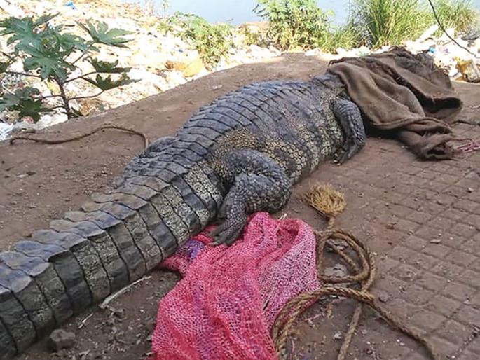 Migration of the Gandri river basin to Savitri river | गांधारी नदीपात्रातील मगरीचे सावित्री नदीत स्थलांतर Migration of the Gandri river basin to Savitri river | गांधारी नदीपात्रातील मगरीचे सावित्री नदीत स्थलांतर